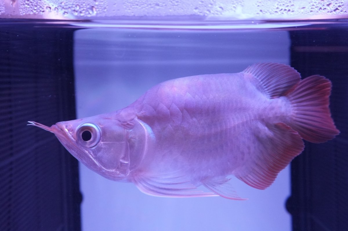 画像4: スーパーレッド ショート個体 NO.51(#5) (4)