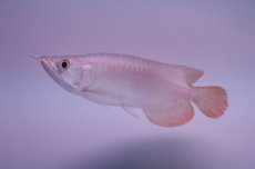 画像3: スーパーレッド ショート個体 NO.43 (3)