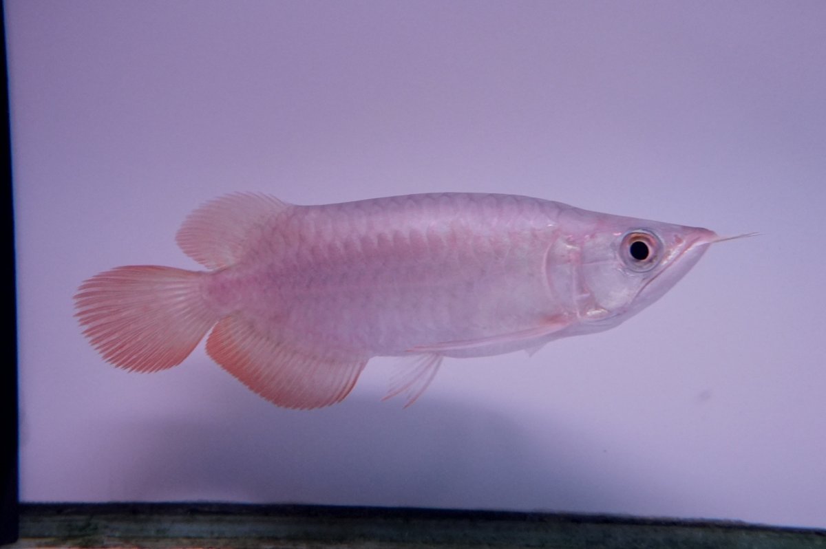 画像2: スーパーレッド ショート個体 NO.43 (2)