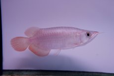 画像2: スーパーレッド ショート個体 NO.43 (2)