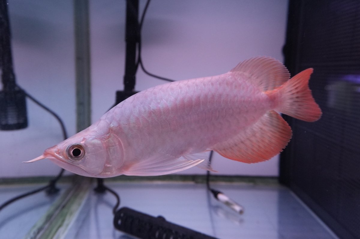 画像4: スーパーレッド ショート個体 NO.42 (4)