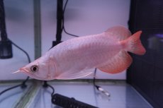 画像4: スーパーレッド ショート個体 NO.42 (4)