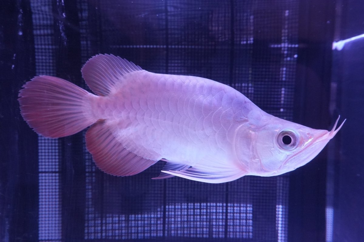 画像1: スーパーレッド ショート個体 NO.47(#1) (1)