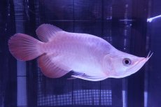 画像1: スーパーレッド ショート個体 NO.47(#1) (1)