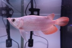 画像3: スーパーレッド ショート個体 NO.42 (3)