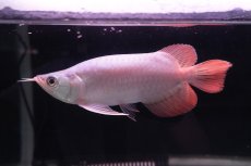 画像3: スーパーレッド ショート個体 NO.41 (3)