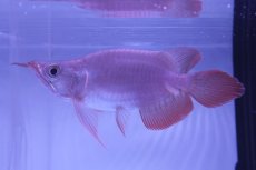 画像1: スーパーレッド ショート個体 NO.50(#4) (1)