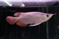 画像4: スーパーレッド ショート個体 NO.46 (4)