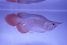 画像2: スーパーレッド ショート個体 NO.51(#5) (2)