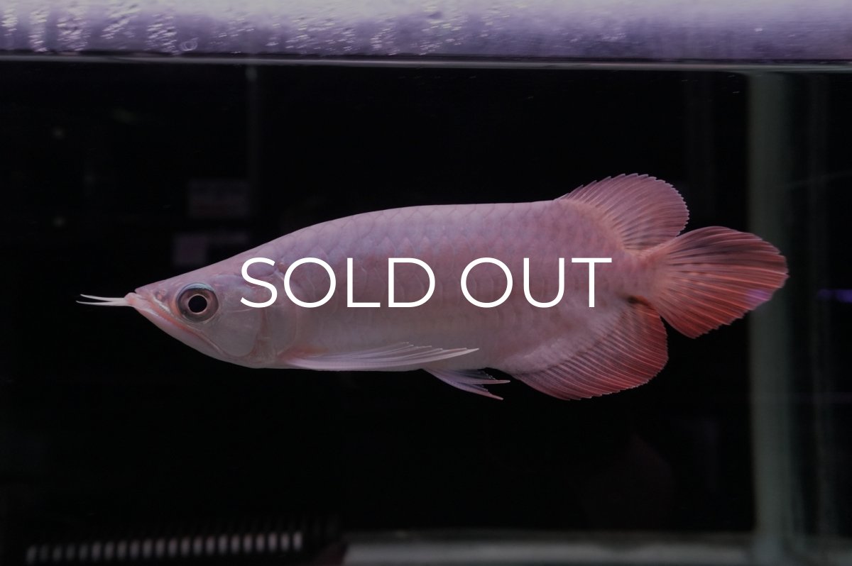 画像5: スーパーレッド ショート個体 NO.45 (5)