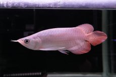 画像5: スーパーレッド ショート個体 NO.45 (5)