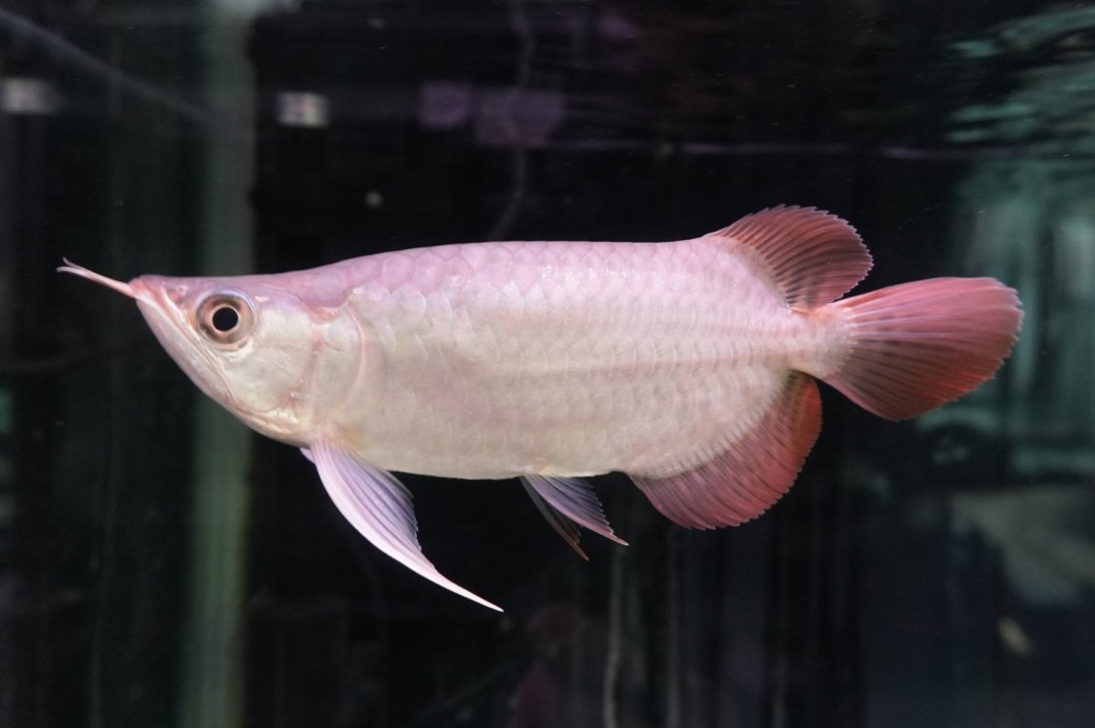 画像1: スーパーレッド ショート個体 NO.46 (1)