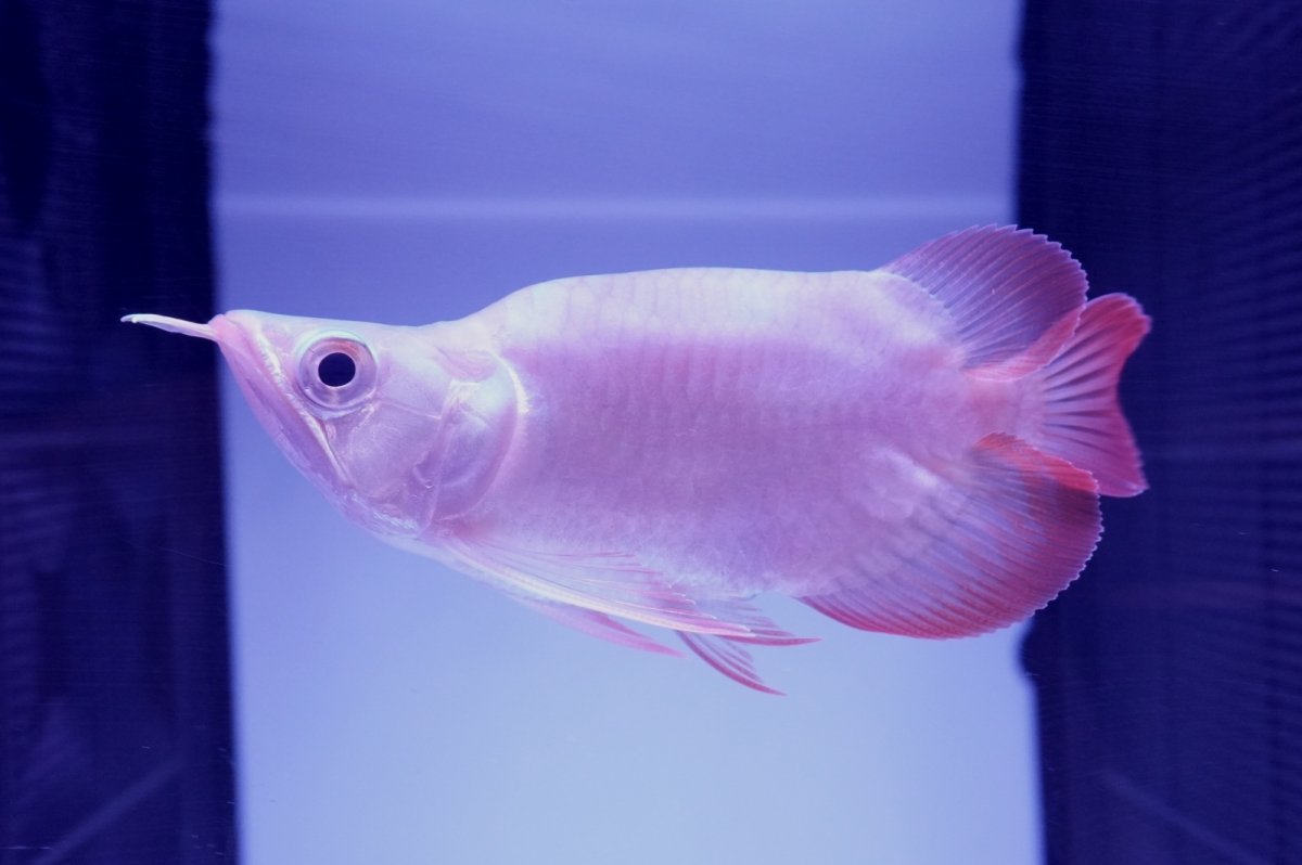 画像1: スーパーレッド ショート個体 NO.48(#2) (1)