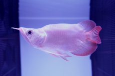 画像1: スーパーレッド ショート個体 NO.48(#2) (1)