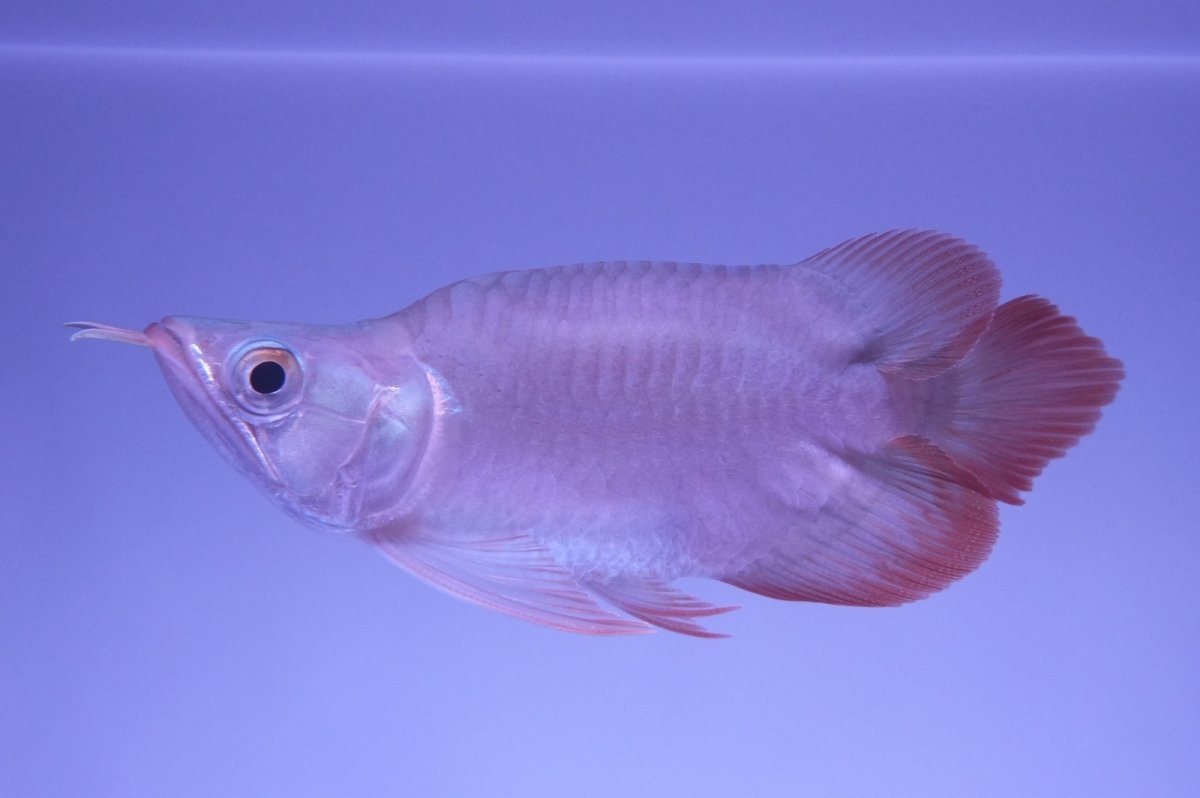 画像4: スーパーレッド ショート個体 NO.48(#2) (4)