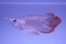 画像4: スーパーレッド ショート個体 NO.48(#2) (4)