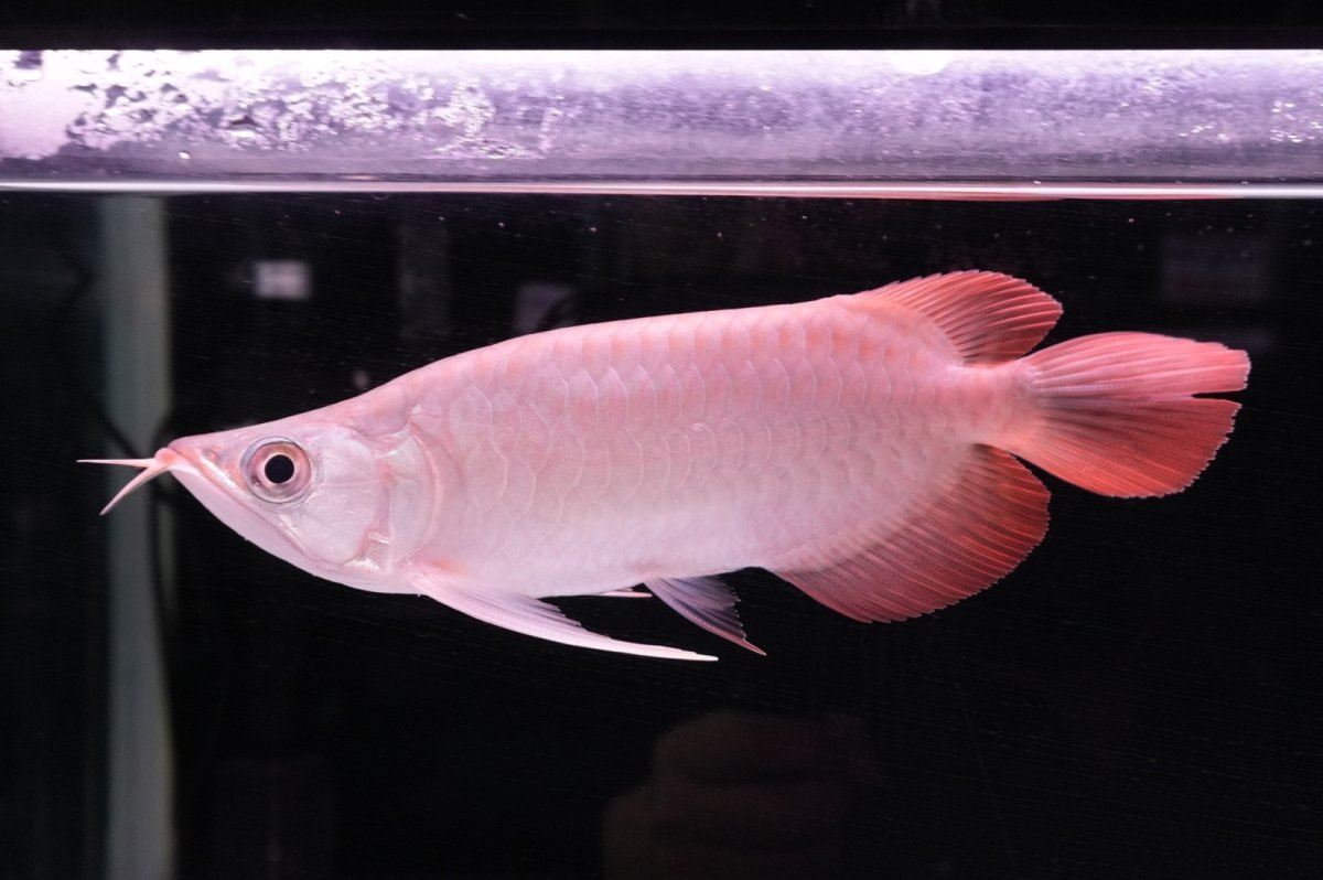 画像5: スーパーレッド ショート個体 NO.44 (5)