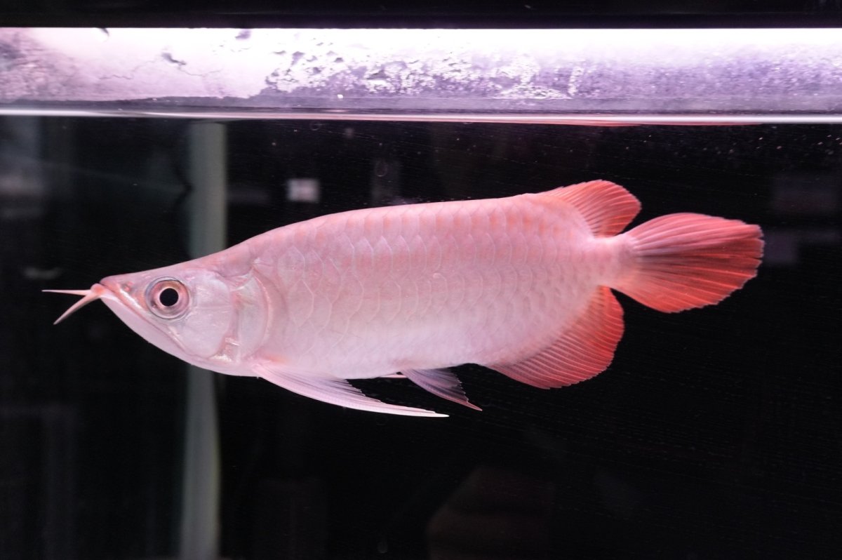 画像3: スーパーレッド ショート個体 NO.44 (3)