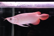 画像3: スーパーレッド ショート個体 NO.44 (3)