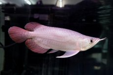 画像3: スーパーレッド ショート個体 NO.46 (3)