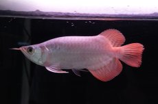 画像4: スーパーレッド ショート個体 NO.41 (4)