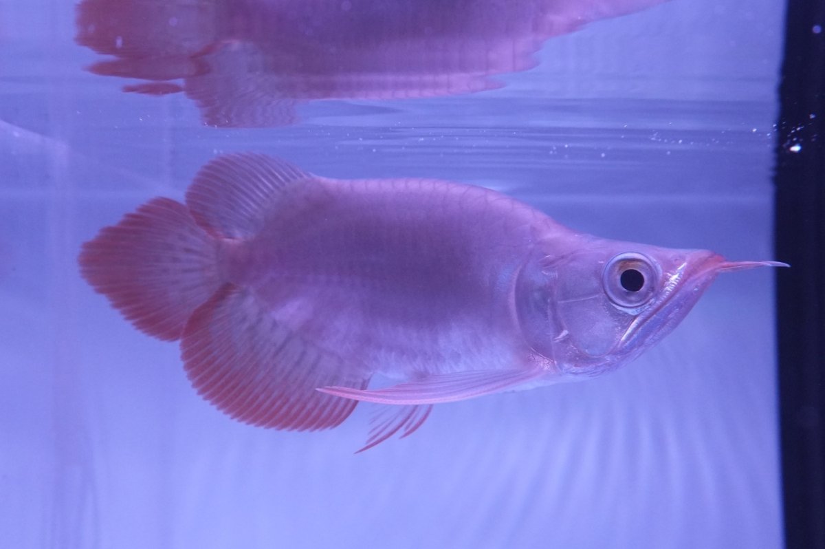 画像2: スーパーレッド ショート個体 NO.50(#4) (2)