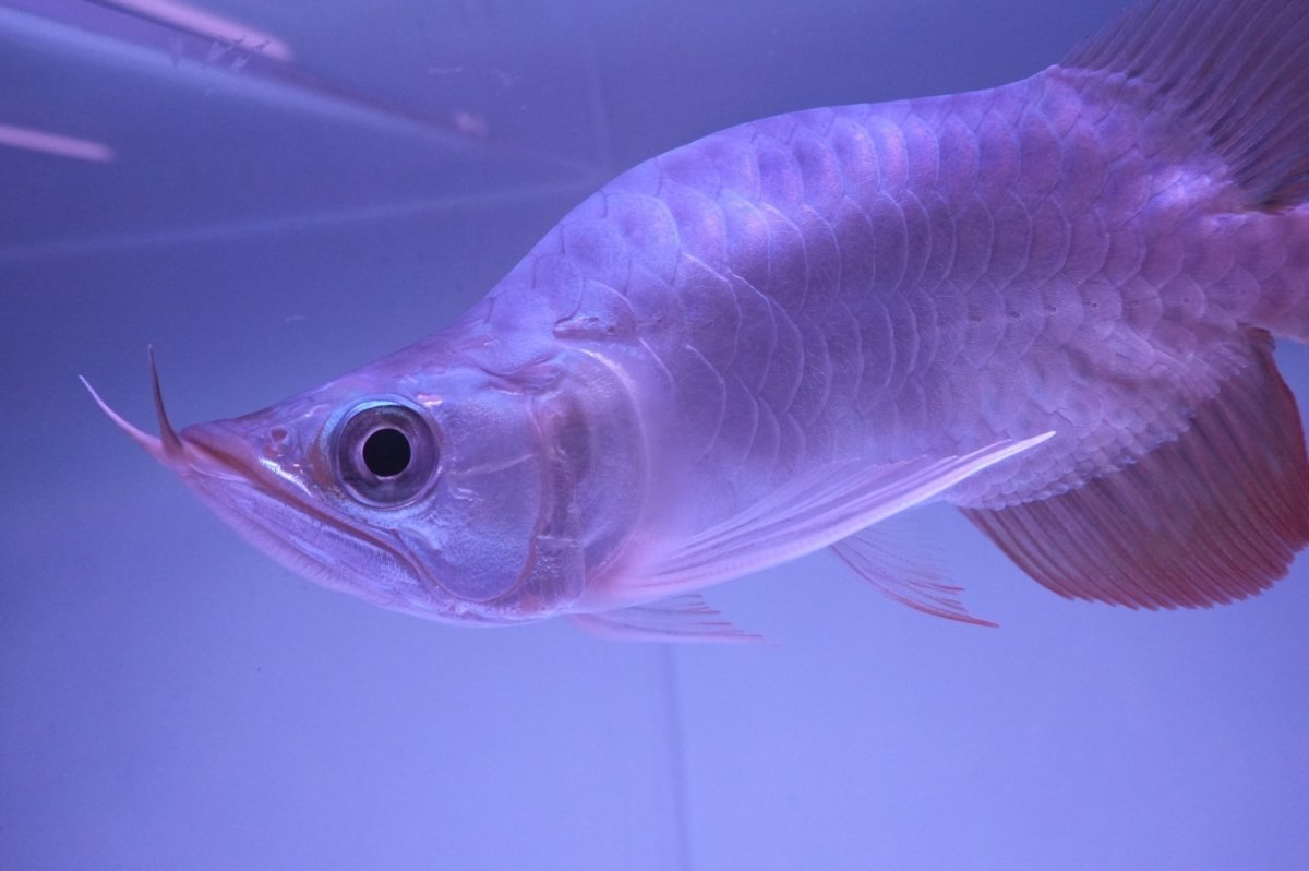 画像5: スーパーレッド ショート個体 NO.47(#1) (5)