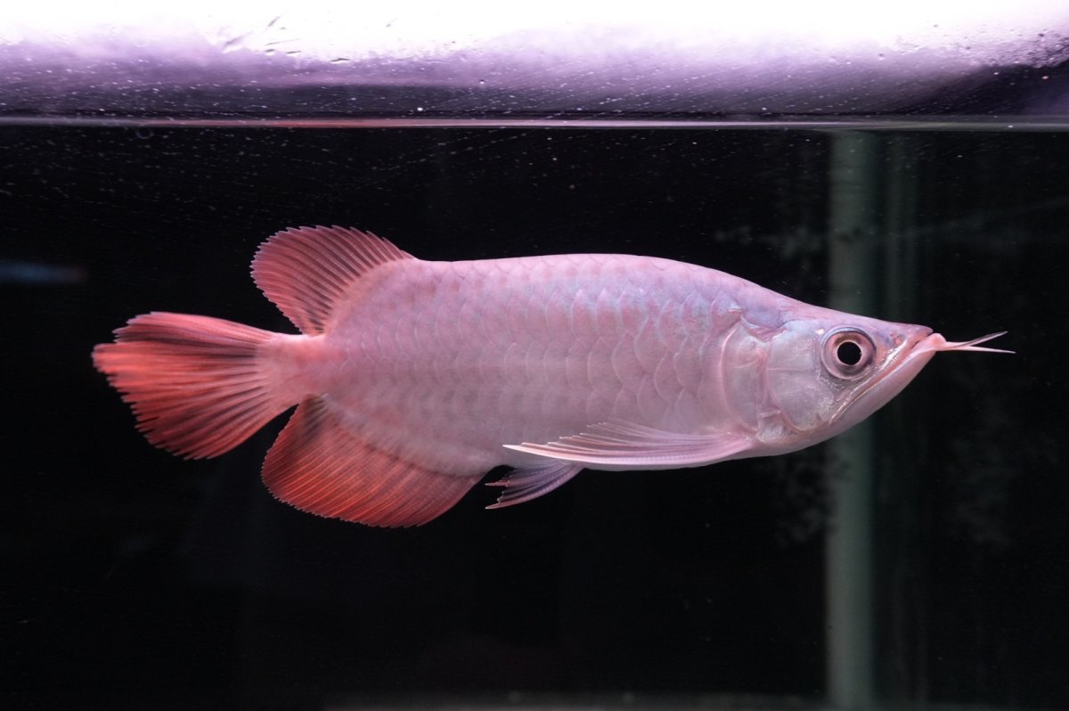 画像5: スーパーレッド ショート個体 NO.41 (5)