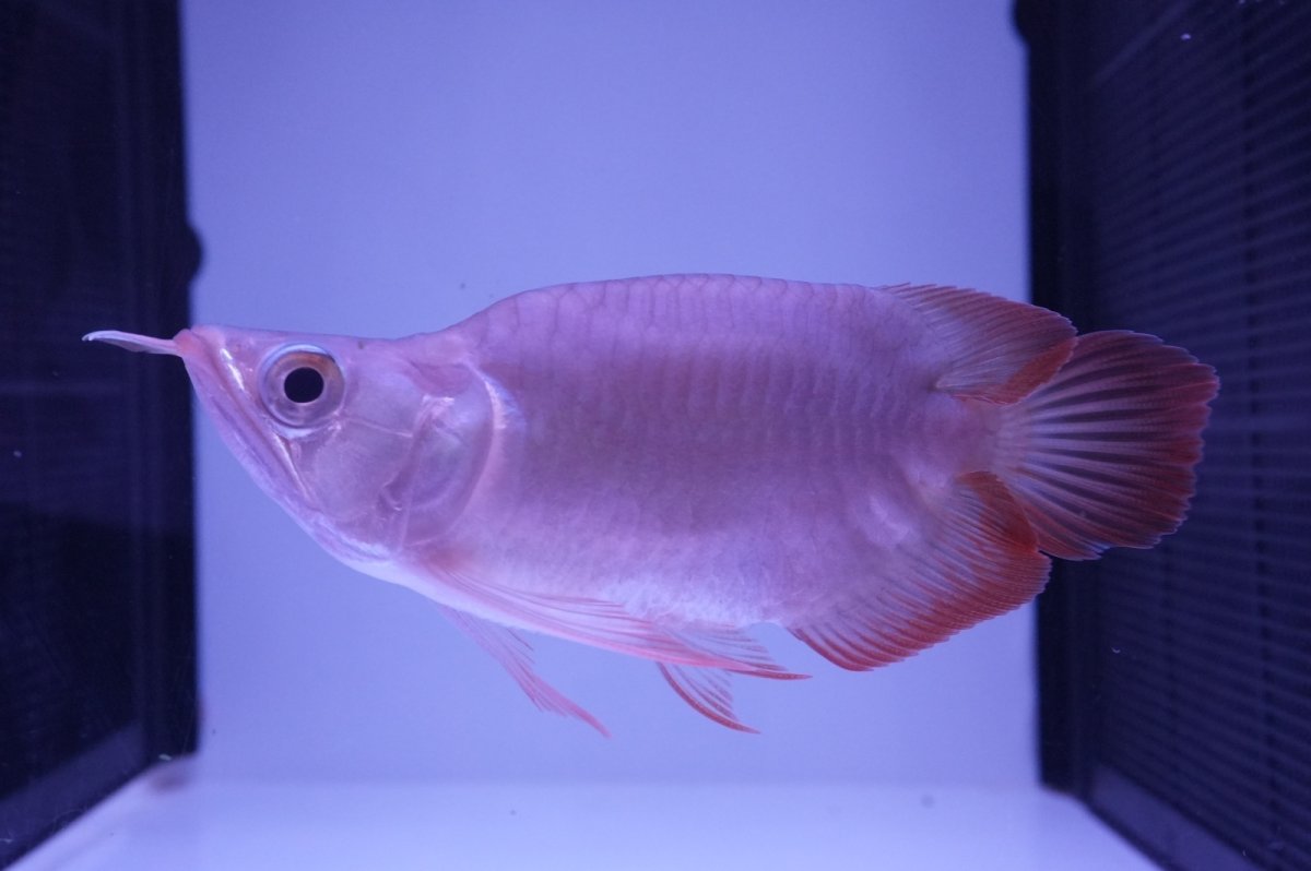 画像5: スーパーレッド ショート個体 NO.48(#2) (5)