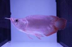 画像5: スーパーレッド ショート個体 NO.48(#2) (5)