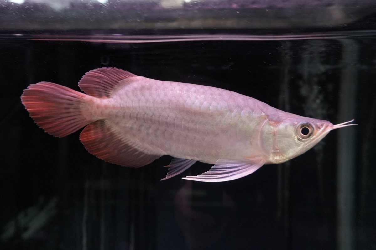 画像5: スーパーレッド ショート個体 NO.46 (5)