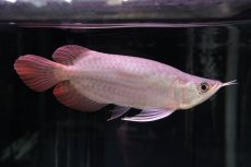 画像5: スーパーレッド ショート個体 NO.46 (5)