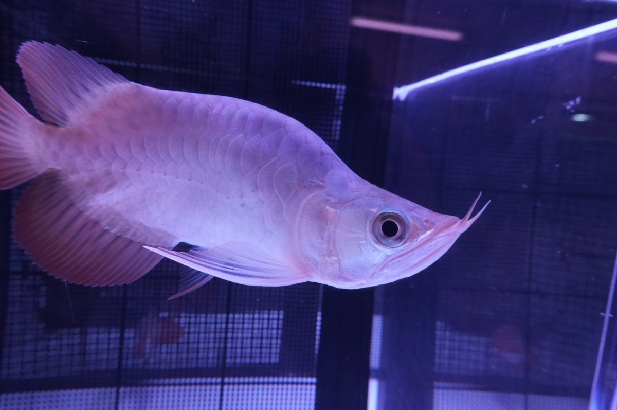 画像6: スーパーレッド ショート個体 NO.47(#1) (6)