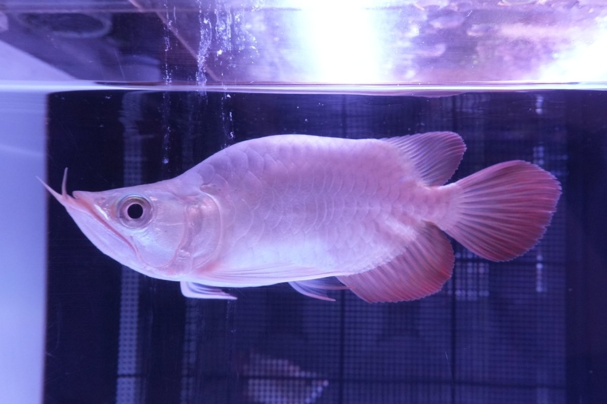 画像4: スーパーレッド ショート個体 NO.47(#1) (4)