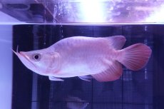 画像4: スーパーレッド ショート個体 NO.47(#1) (4)