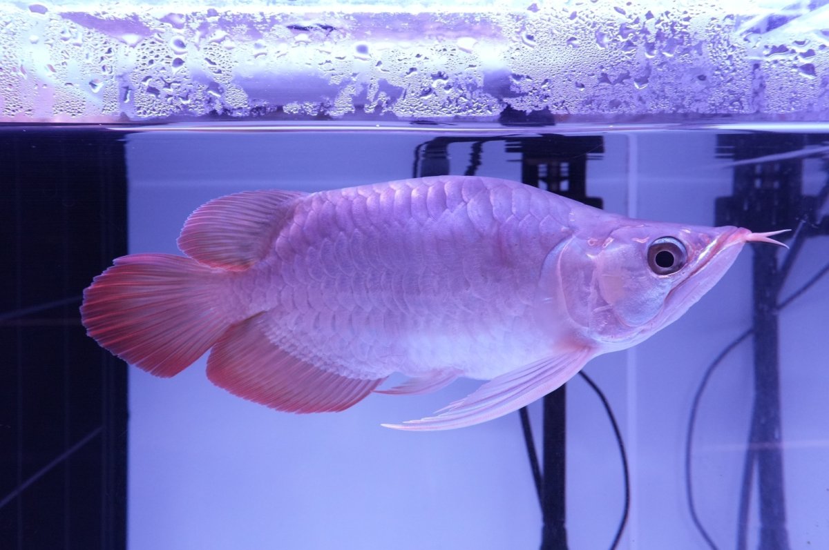 画像3: スーパーレッド ショート個体 NO.52(#8) (3)