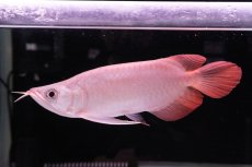 画像4: スーパーレッド ショート個体 NO.44 (4)