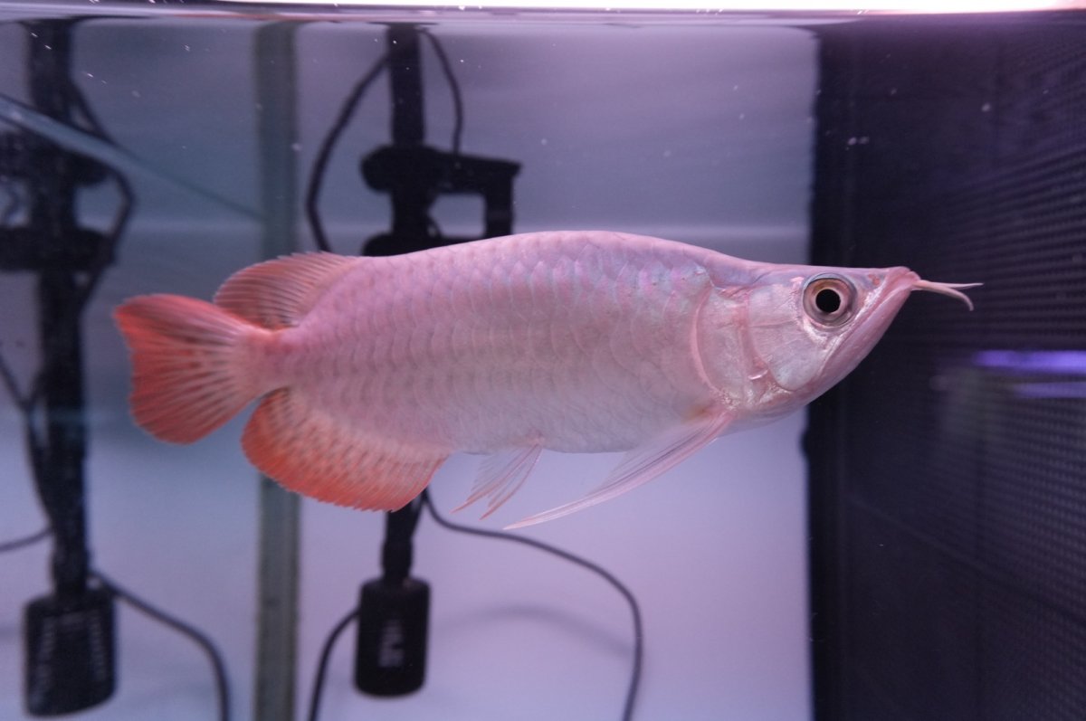 画像2: スーパーレッド ショート個体 NO.42 (2)