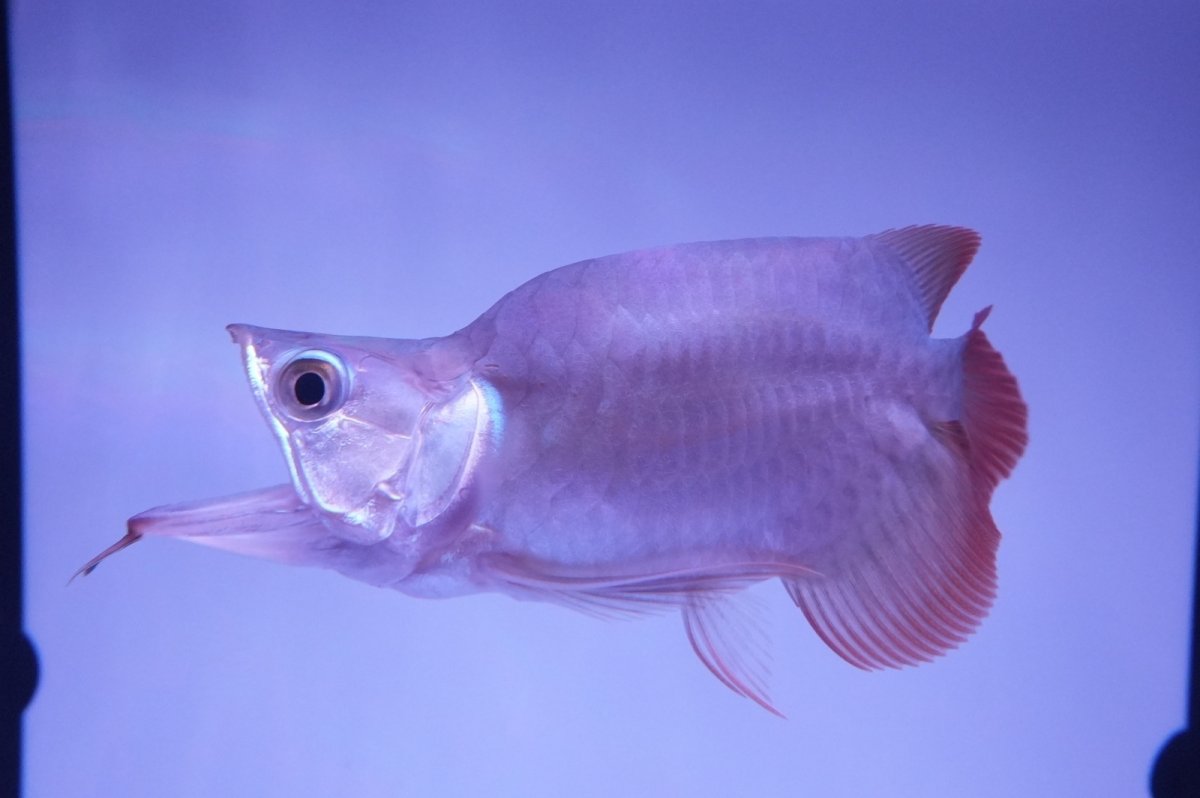 画像6: スーパーレッド ショート個体 NO.51(#5) (6)