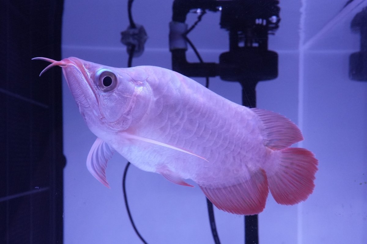 画像2: スーパーレッド ショート個体 NO.49(#3) (2)