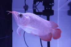 画像2: スーパーレッド ショート個体 NO.49(#3) (2)