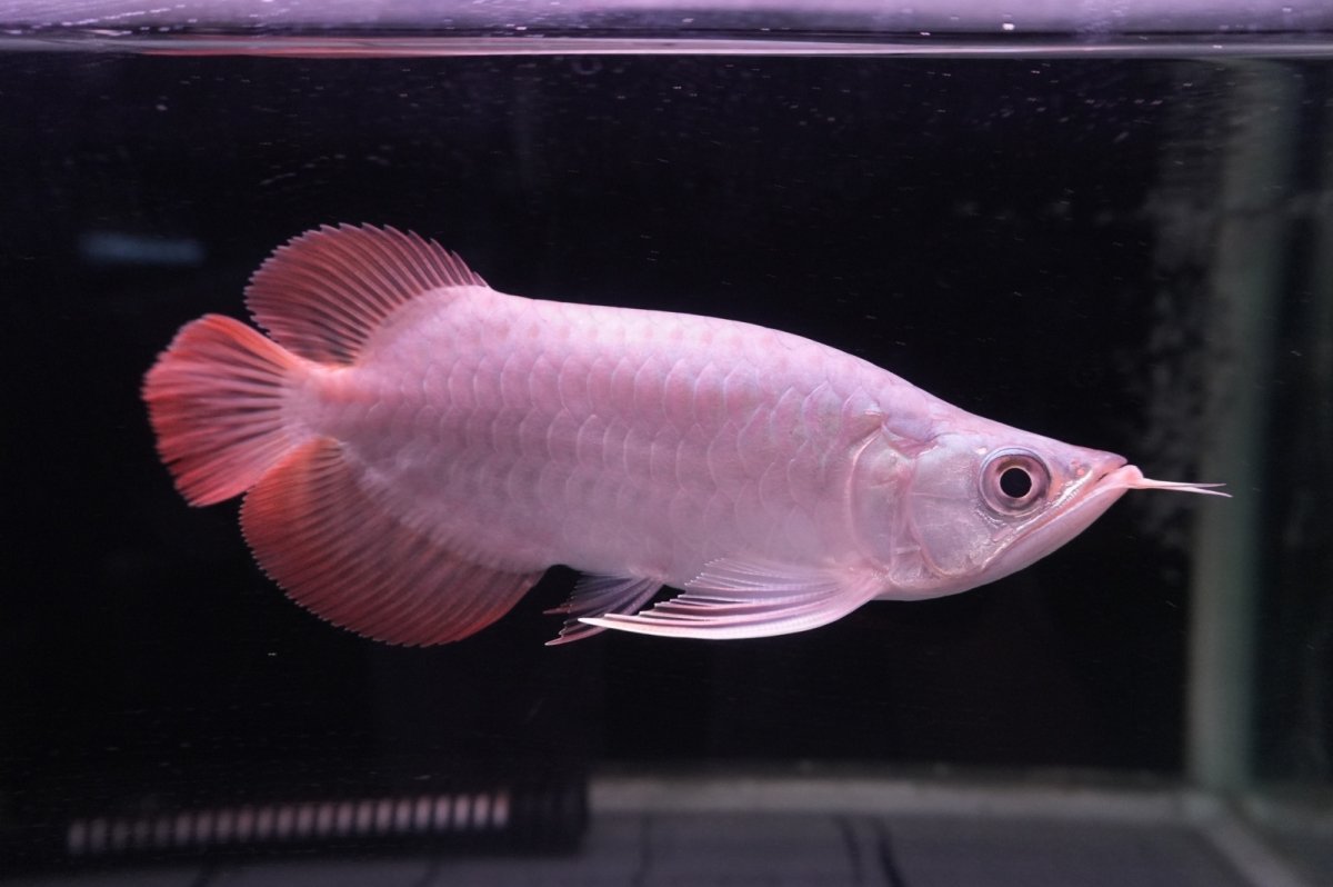 画像2: スーパーレッド ショート個体 NO.41 (2)