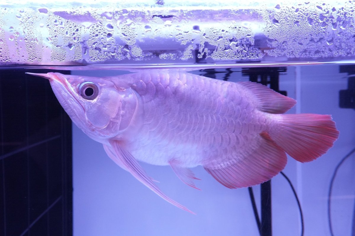 画像5: スーパーレッド ショート個体 NO.52(#8) (5)