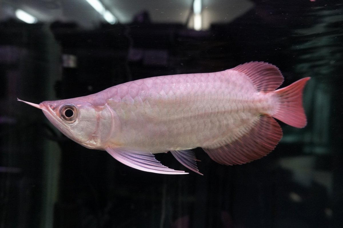 画像2: スーパーレッド ショート個体 NO.46 (2)