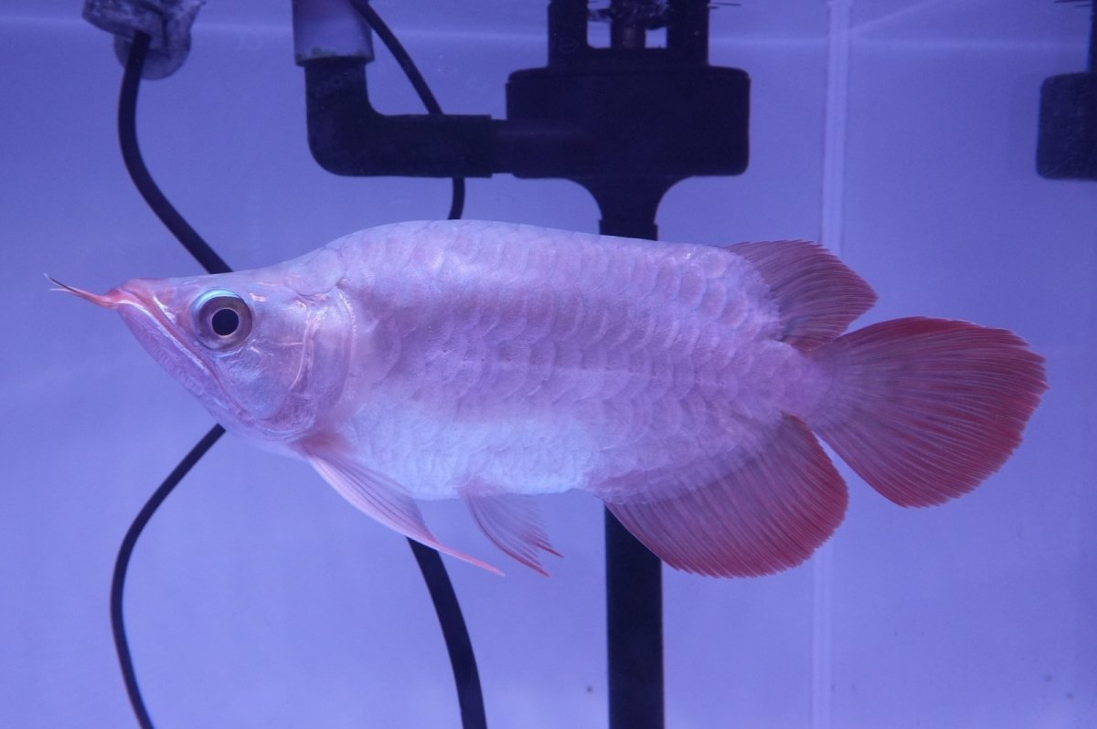 画像1: スーパーレッド ショート個体 NO.49(#3) (1)