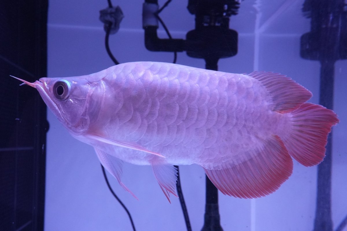 画像4: スーパーレッド ショート個体 NO.49(#3) (4)