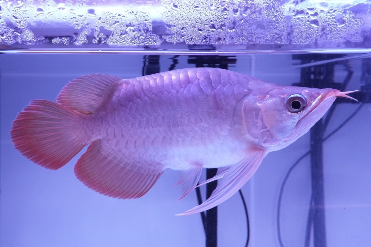 画像1: スーパーレッド ショート個体 NO.52(#8) (1)