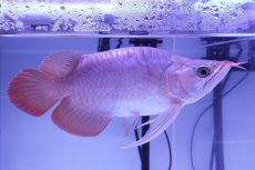 画像1: スーパーレッド ショート個体 NO.52(#8) (1)