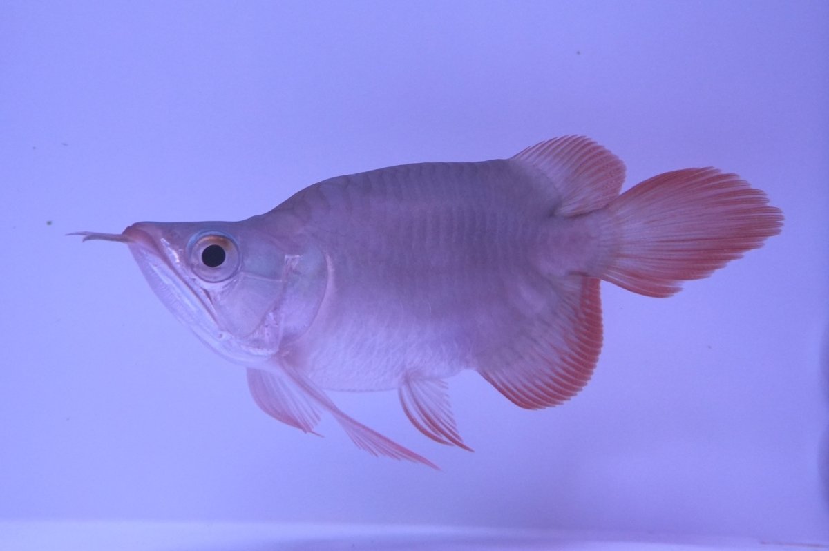 画像2: スーパーレッド ショート個体 NO.48(#2) (2)