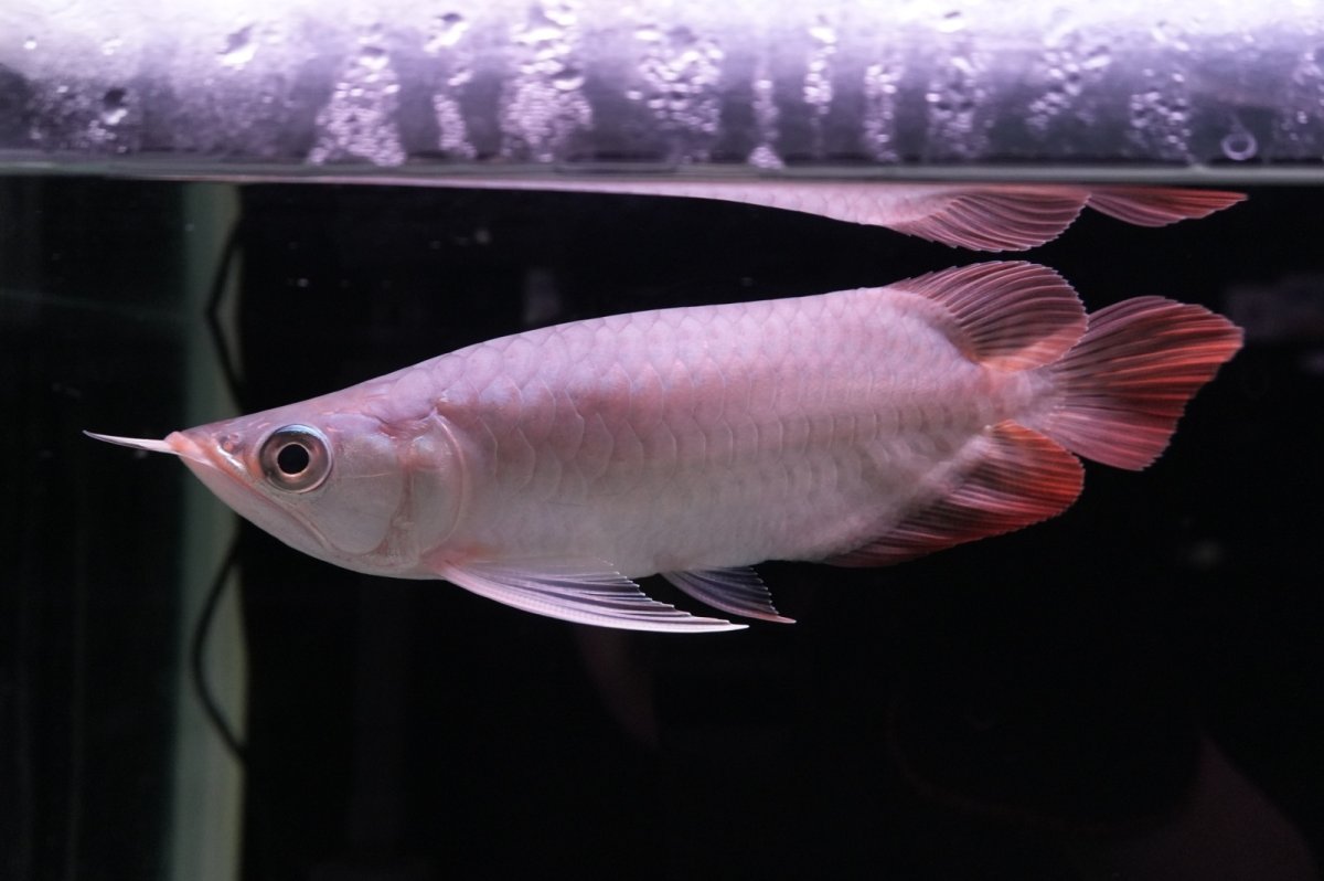 画像4: スーパーレッド ショート個体 NO.45 (4)